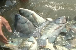 Thủy sản nhiễm kim loại nặng: Người tiêu dùng bất an, Cục ATTP vào cuộc